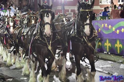Mardi Gras in New Orleans 2019 - 198