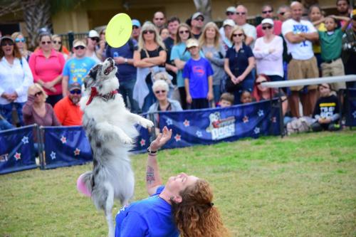 Dog Show at the 4th Annual Bradenton Area River Regatta