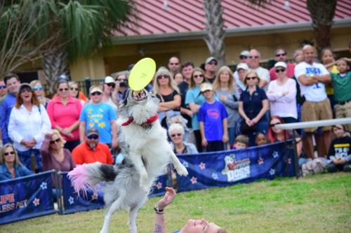Dog Show at the 4th Annual Bradenton Area River Regatta