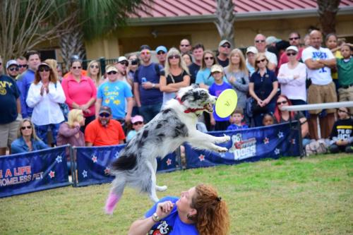 Dog Show at the 4th Annual Bradenton Area River Regatta