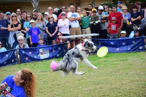 Dog Show at the 4th Annual Bradenton Area River Regatta
