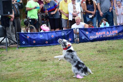 Dog Show at the 4th Annual Bradenton Area River Regatta