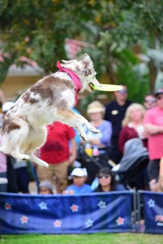 Dog Show at the 4th Annual Bradenton Area River Regatta