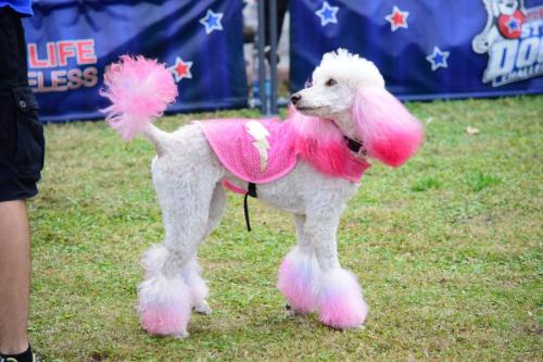Dog Show at the 4th Annual Bradenton Area River Regatta