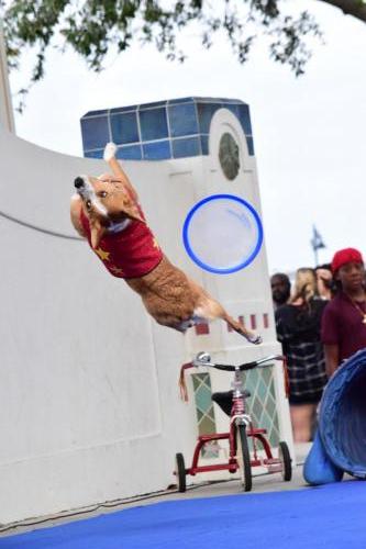 Dog Show at the 4th Annual Bradenton Area River Regatta