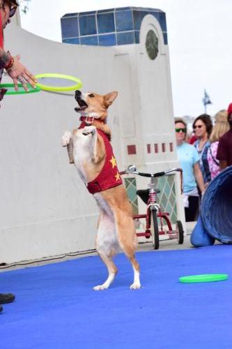 Dog Show at the 4th Annual Bradenton Area River Regatta