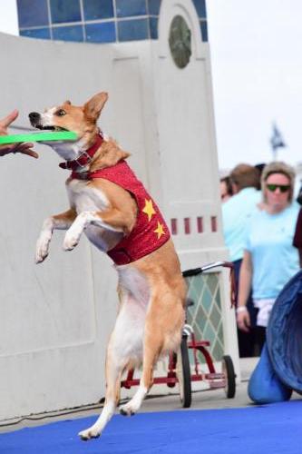 Dog Show at the 4th Annual Bradenton Area River Regatta