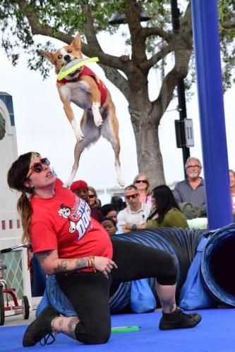 Dog Show at the 4th Annual Bradenton Area River Regatta