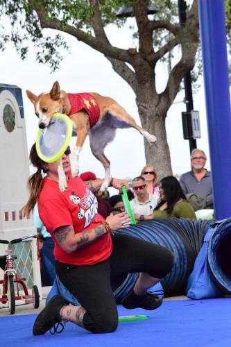 Dog Show at the 4th Annual Bradenton Area River Regatta