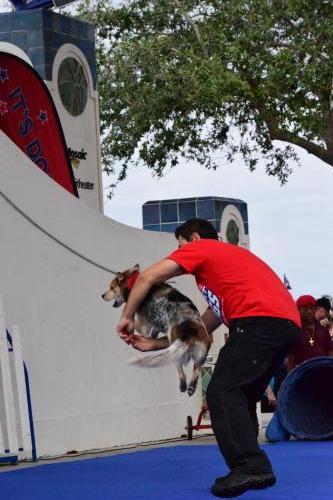 Dog Show at the 4th Annual Bradenton Area River Regatta