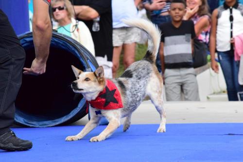 Dog Show at the 4th Annual Bradenton Area River Regatta