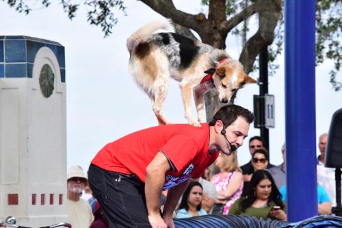 Dog Show at the 4th Annual Bradenton Area River Regatta