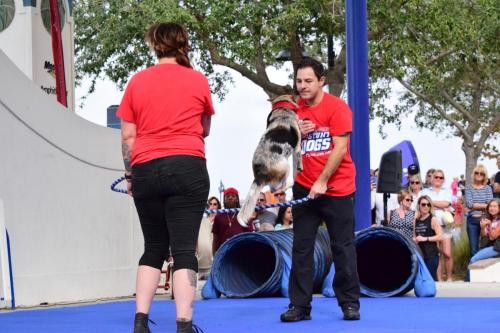 Dog Show at the 4th Annual Bradenton Area River Regatta