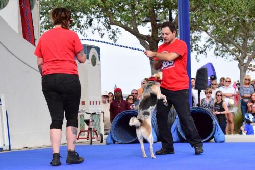 Dog Show at the 4th Annual Bradenton Area River Regatta
