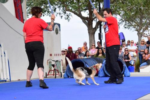 Dog Show at the 4th Annual Bradenton Area River Regatta