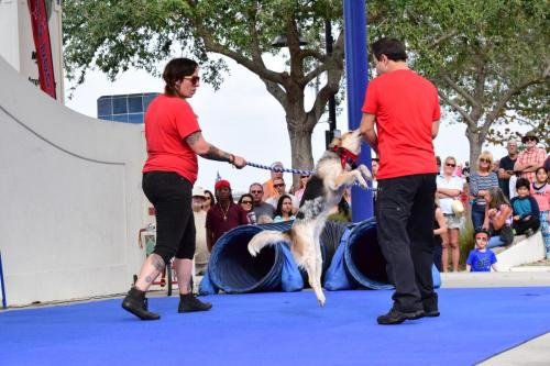 Dog Show at the 4th Annual Bradenton Area River Regatta