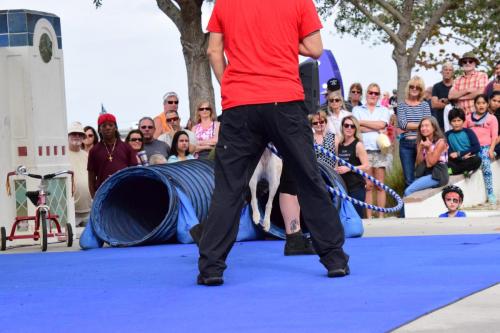 Dog Show at the 4th Annual Bradenton Area River Regatta