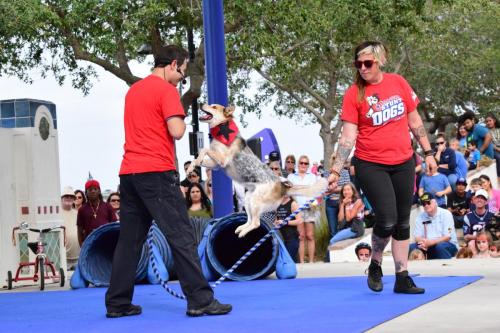 Dog Show at the 4th Annual Bradenton Area River Regatta