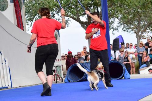Dog Show at the 4th Annual Bradenton Area River Regatta