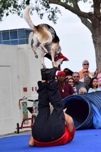 Dog Show at the 4th Annual Bradenton Area River Regatta