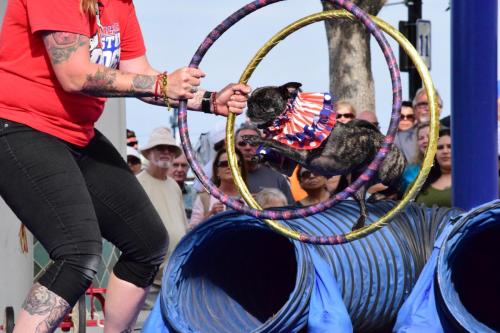 Dog Show at the 4th Annual Bradenton Area River Regatta