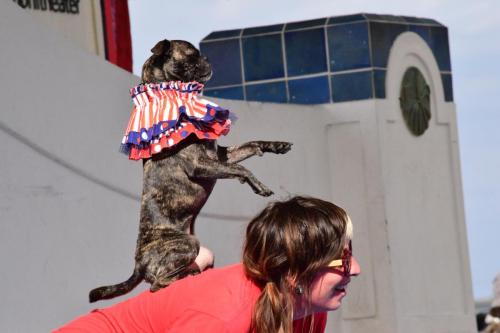 Dog Show at the 4th Annual Bradenton Area River Regatta