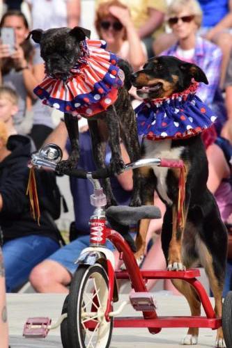 Dog Show at the 4th Annual Bradenton Area River Regatta