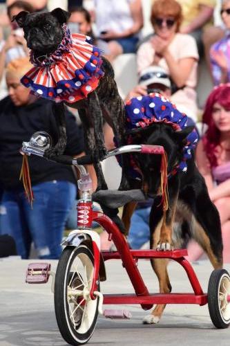 Dog Show at the 4th Annual Bradenton Area River Regatta