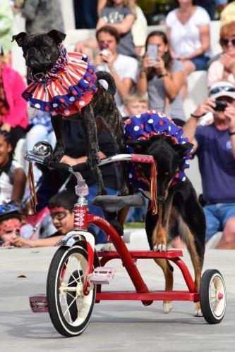 Dog Show at the 4th Annual Bradenton Area River Regatta